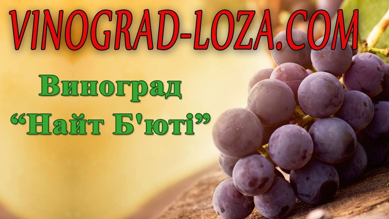 Виноград «Найт бьюти»: описание. Сигнальная гроздь. Сезон 2018