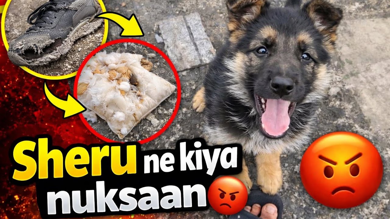 Sheru ne kiya nuksaan 🐕😡