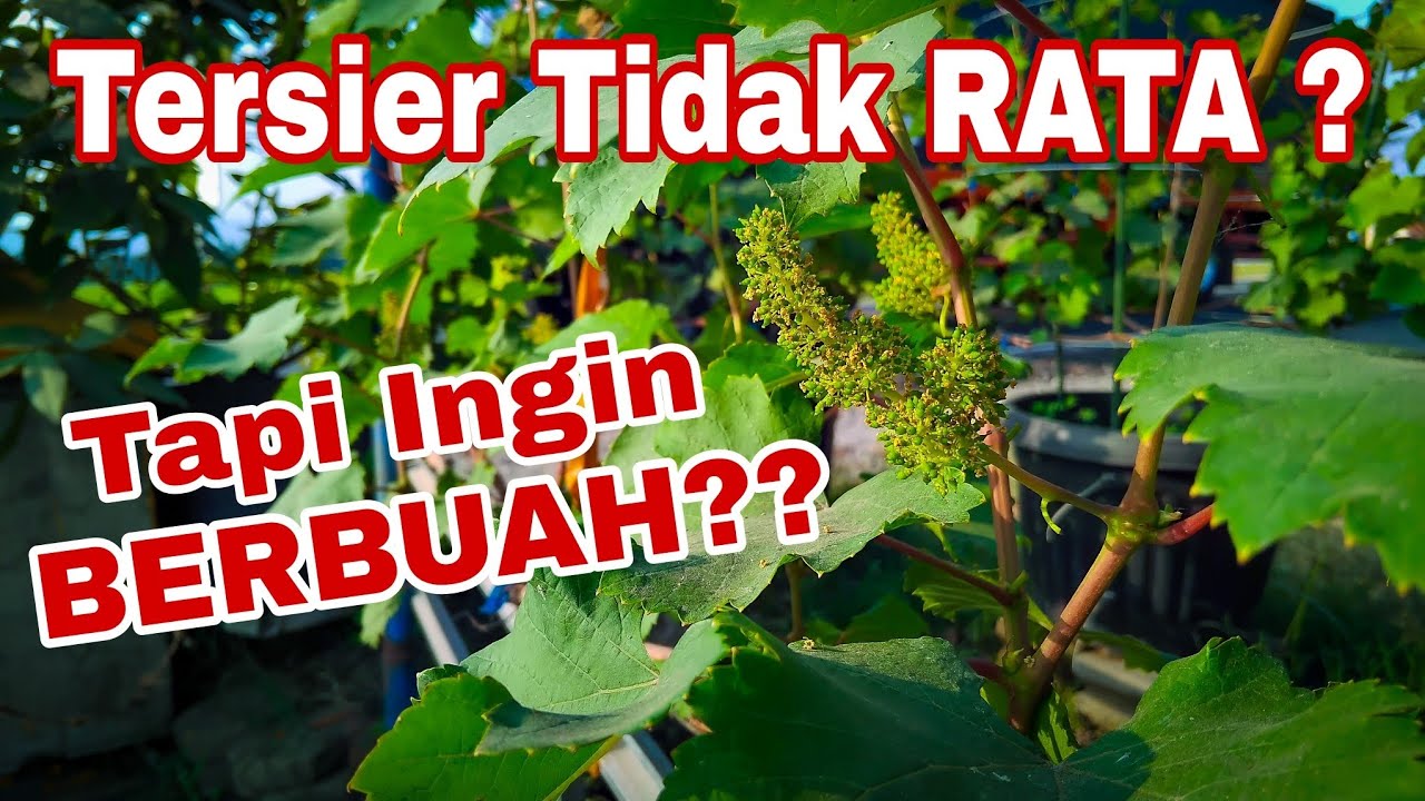 Eps 54 - Ingin Pohon Anggur Berbuah⁉️ Tapi Tersier Tidak Rata
