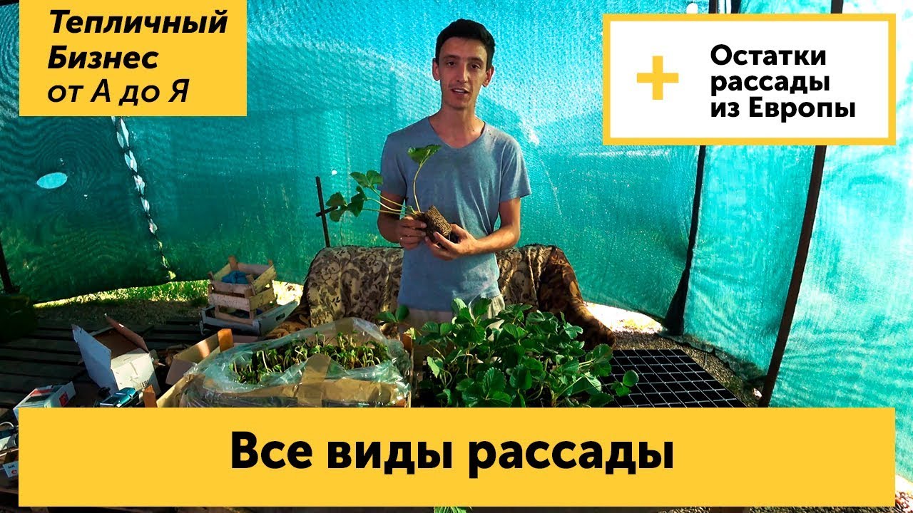 Все виды рассады. Фриго, кассетная, 