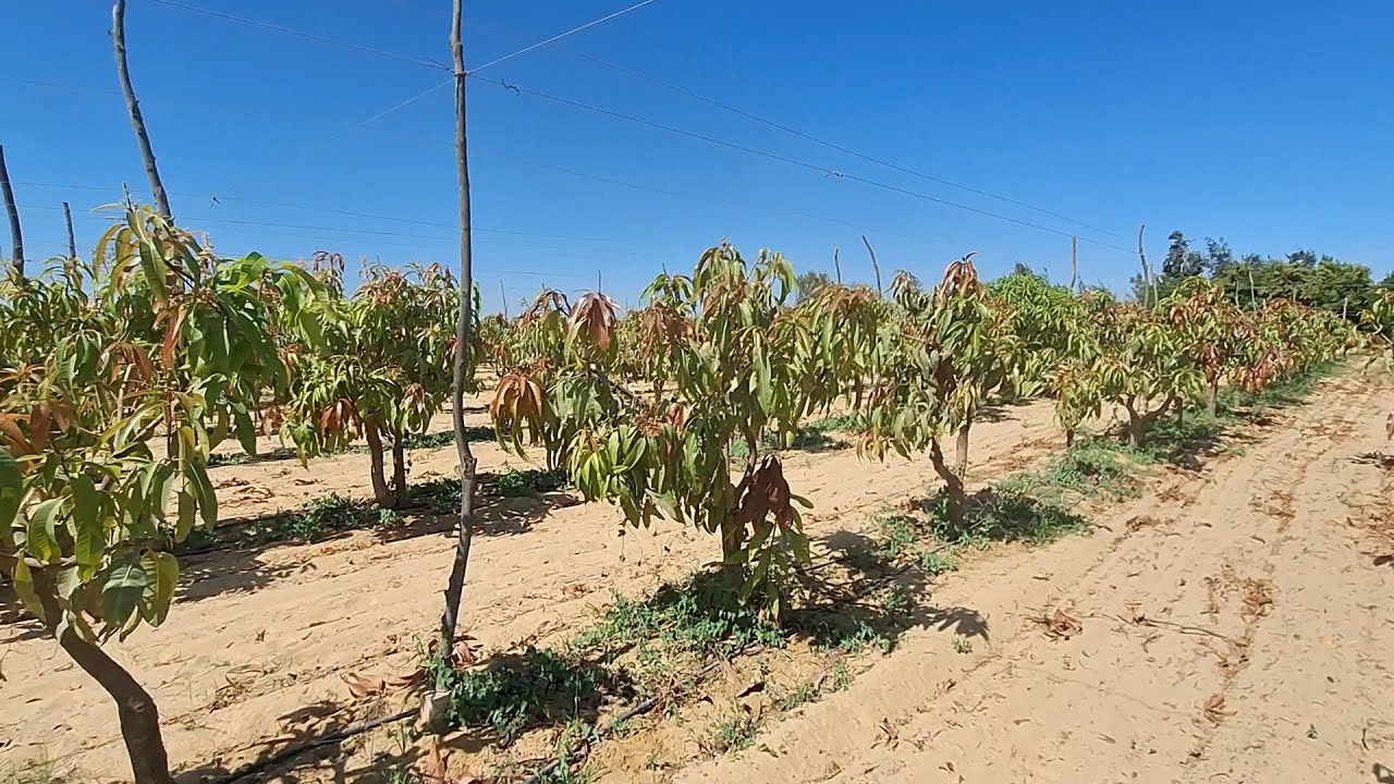 مزرعة 20 فدان كل التتمناه من امكانيات و زيادة في وادي النطرون طريق مصر اسكندرية الصحراوي