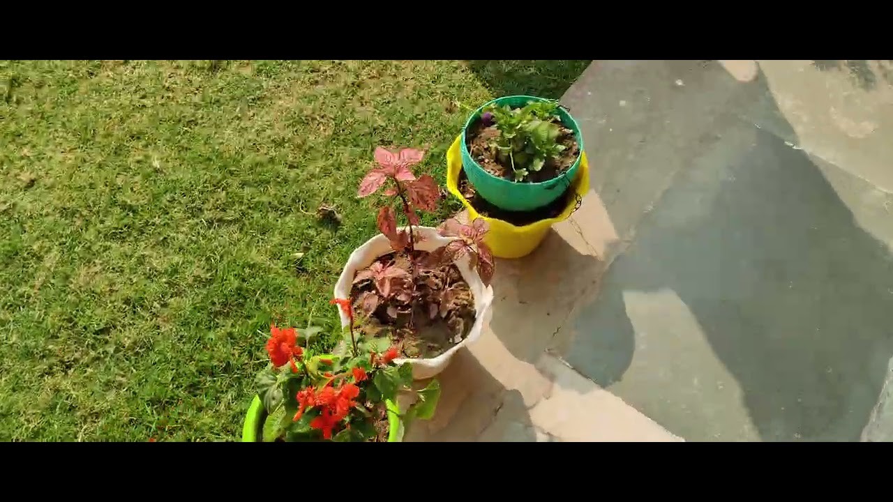 मेरे garden के मेहमान 🏡🏡😂😂