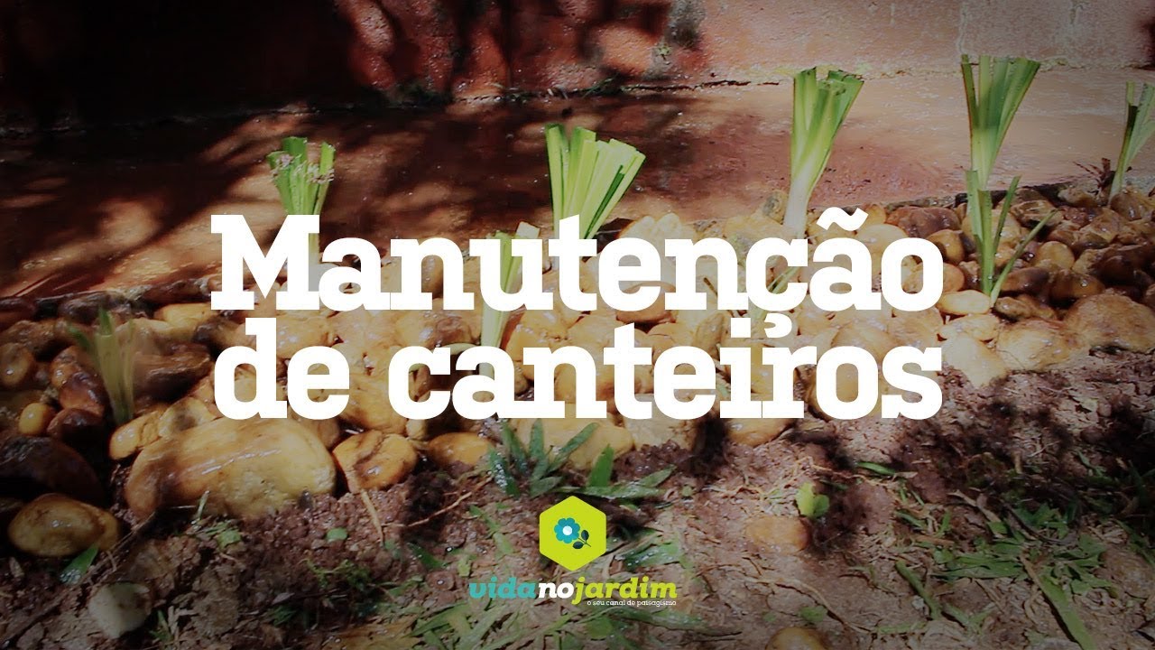 Manutenção de canteiros de Agapantos