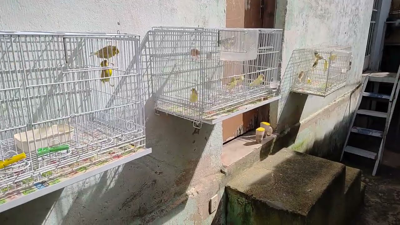 Banho de sol na Época de muda de pena muito importante 