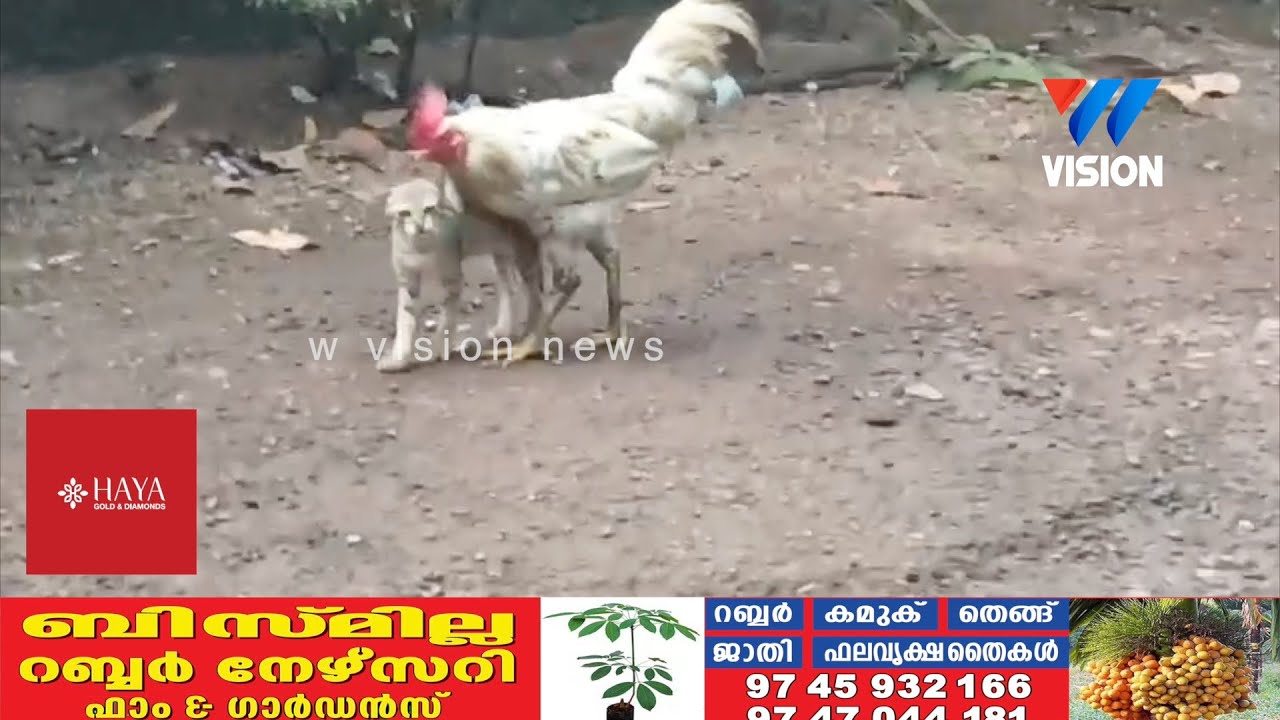 പൂച്ചകുഞ്ഞിന് പൂവ്വൻകോഴിയുടെ കരുതൽ, വേറിട്ട കാഴ്ച