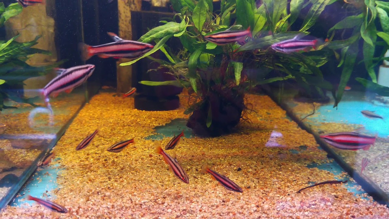 Red coral pencil fish (Nannostomus mortenthaleri)