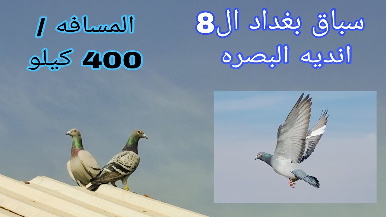 سباق بغداد الثامن انديه البصره جهاز البنزك المسافه 400كيلو😍😎