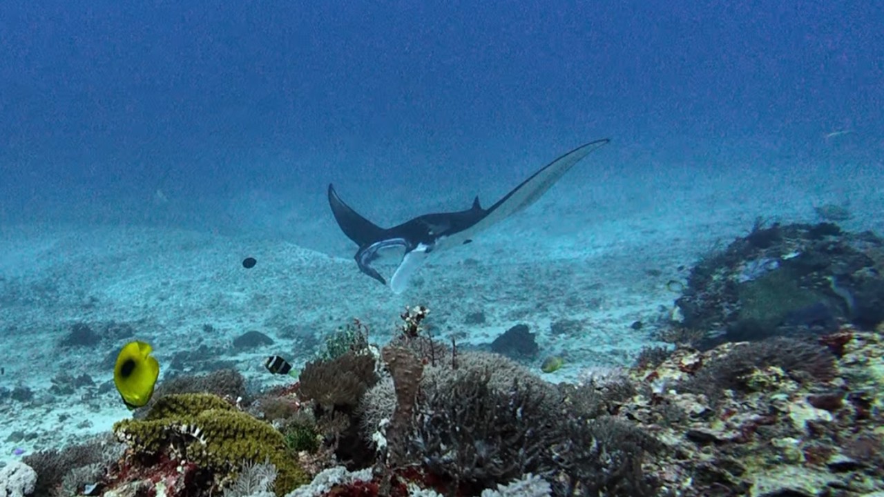 Komodo Manta Point Dive | Full Strong Current Drift