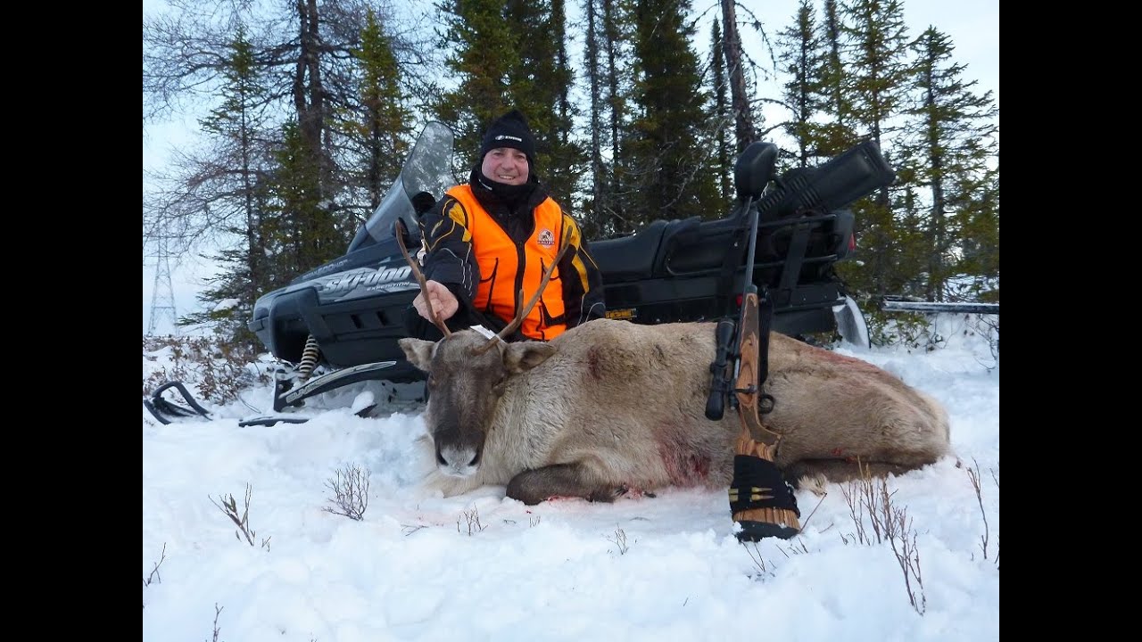 Chasse au Caribou