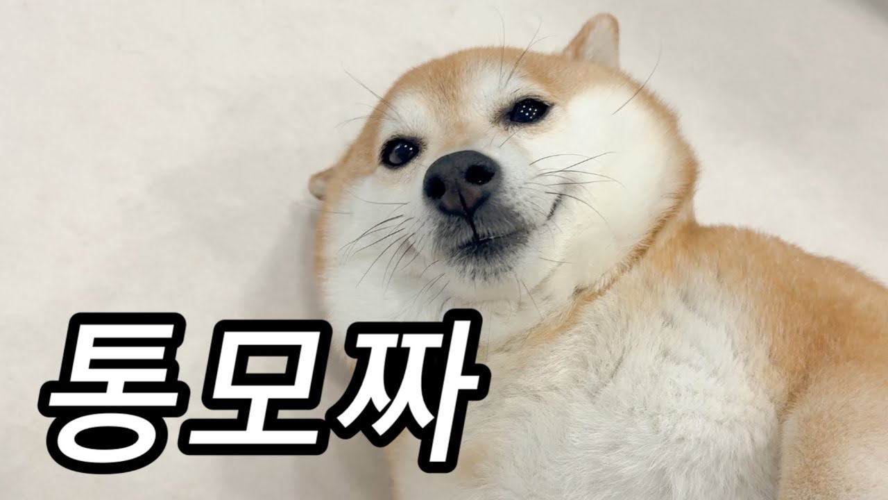 누가 우리집 강아지 통모짜핫도그핫바소시지견이라고 하던데 구경오실래요?