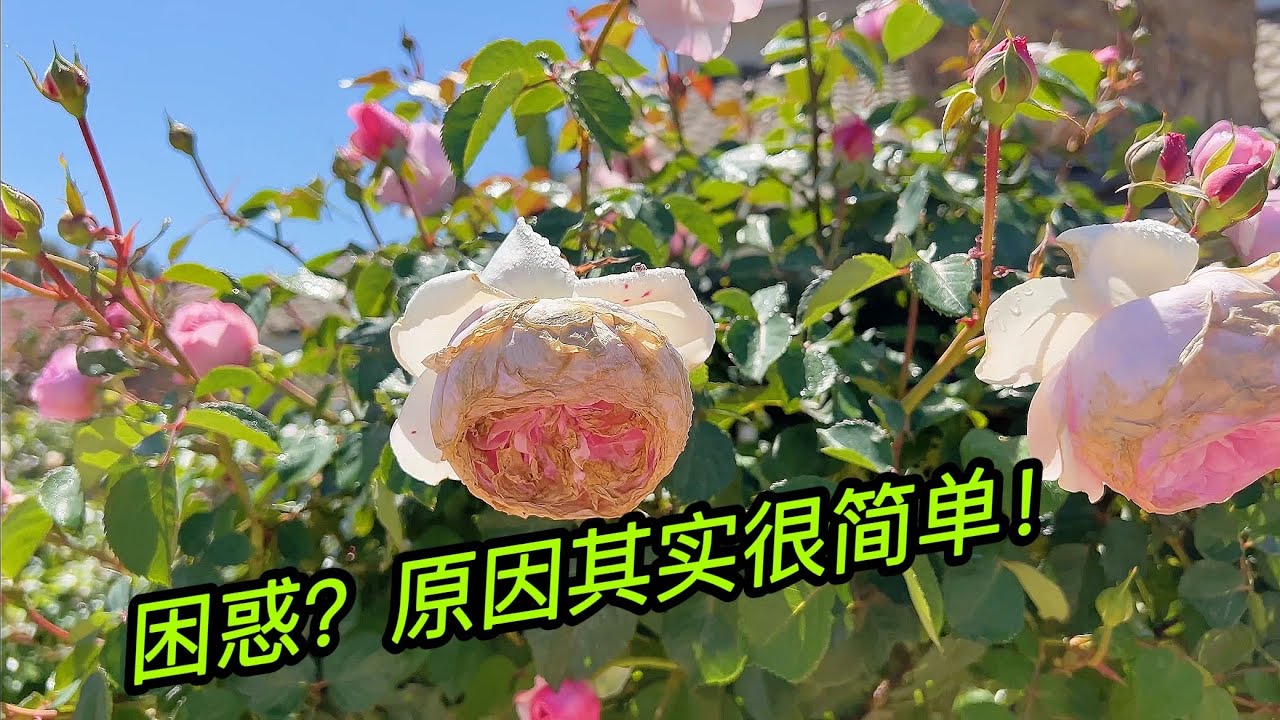 园艺篇376 遇到花朵焦边坚信月季是可以晒的！困惑？看看吧！