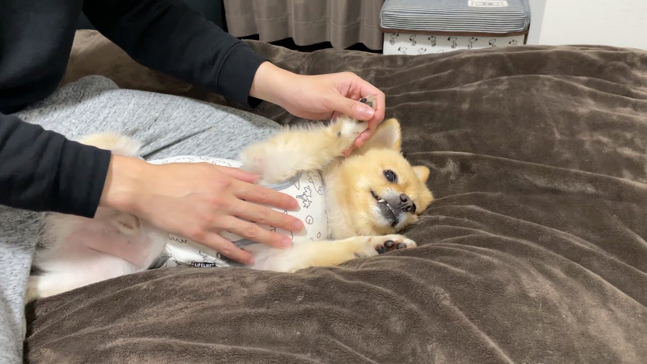 愛犬にオイルマッサージをしてあげた結果…笑