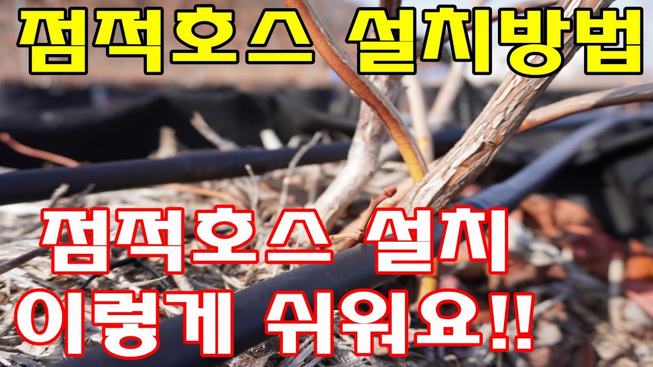 점적호스설치방법,점적관수,관수방법,블루베리관수,
