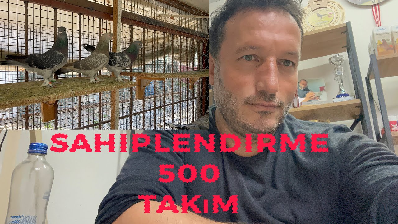 Sahiplendirme- 500 💪🏻Takım  güvercin 05327713420