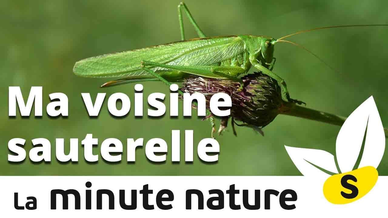 MA VOISINE SAUTERELLE (No 107)