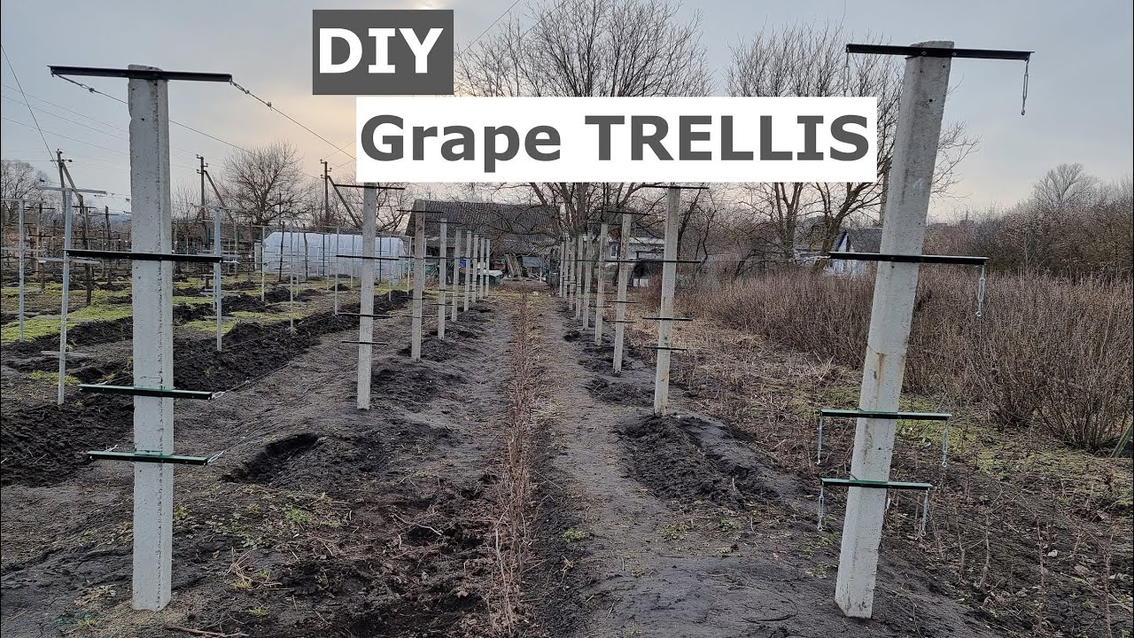 Creating a Strong and Stable Grapevine Trellis: Best Practices for Home Gardeners