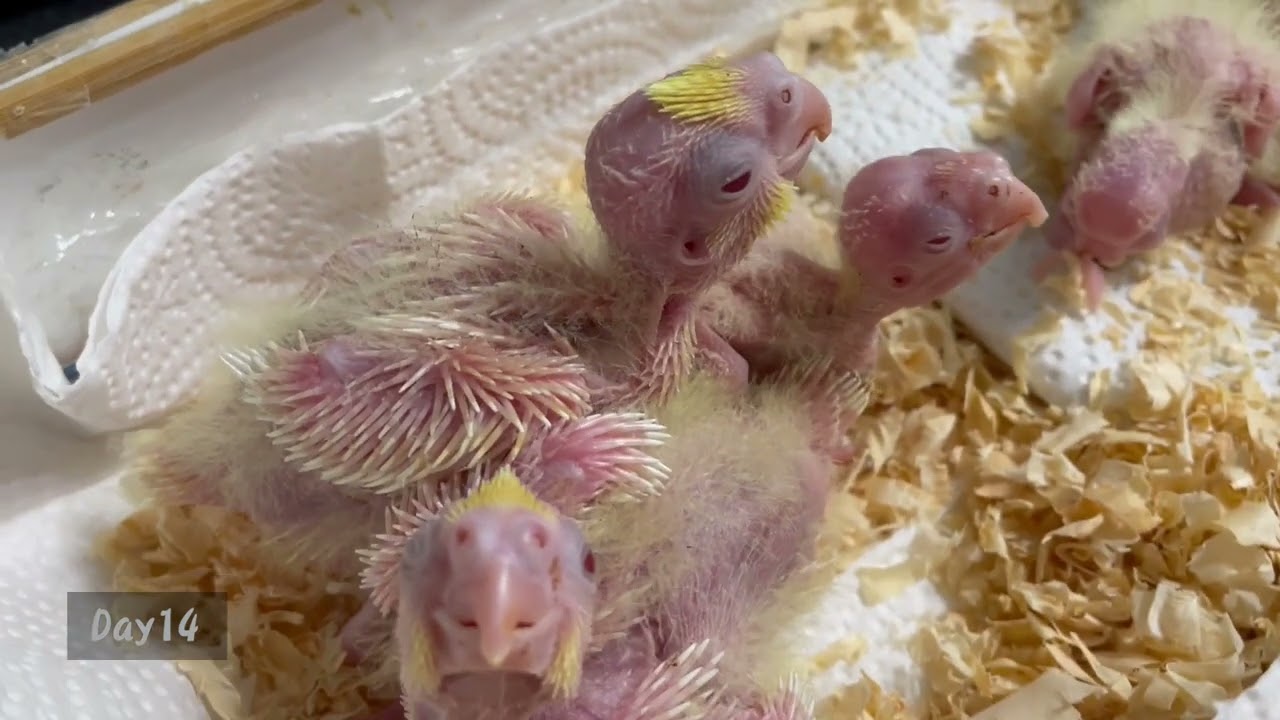 玄鳳寶寶成長歷程2021/02/28