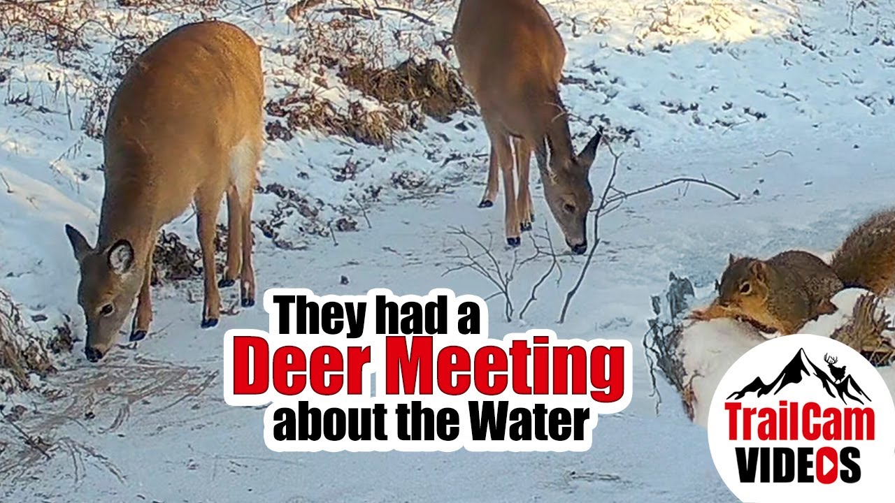 December at the waterhole 20 minutes of Relaxing Trail Cam Videos