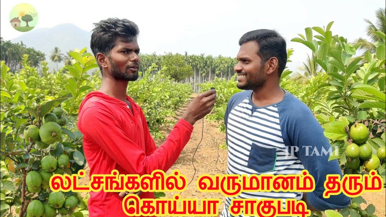 Koyya valarppu /கொய்யா வளர்ப்பு /Guava cultivation in tamil / 9788545864 |Taiwan pink |JP Tamil Tv