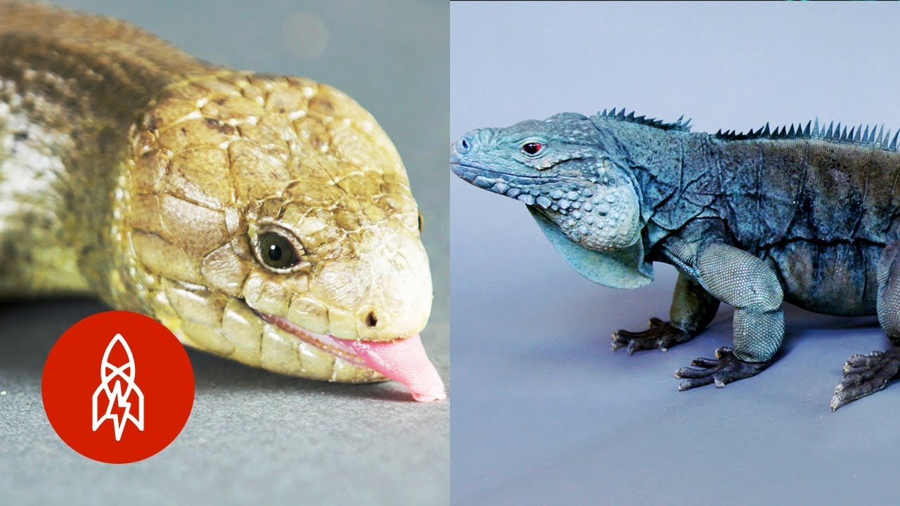 These Amazing Reptiles Are on the Brink