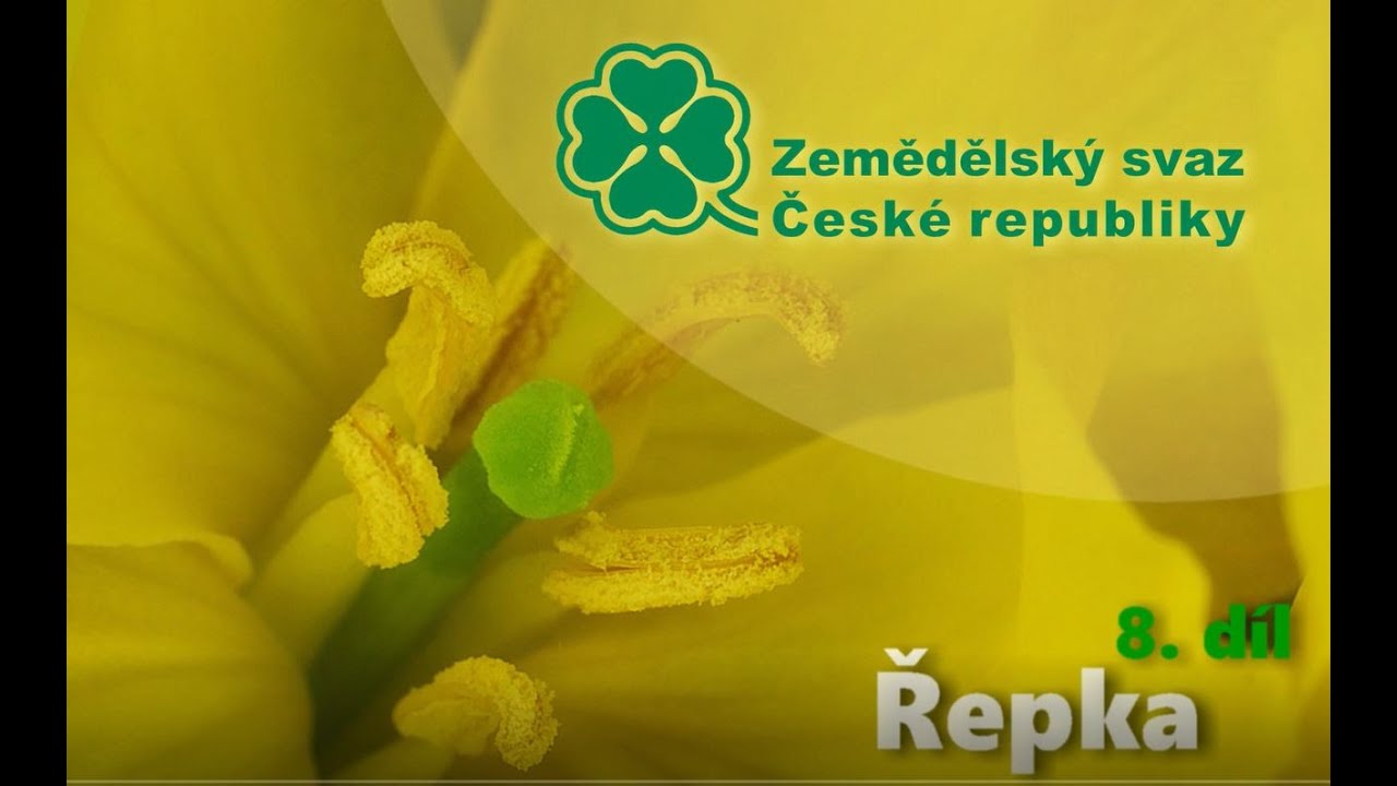 Mýty a pověry  o zemědělství 8 Řepka