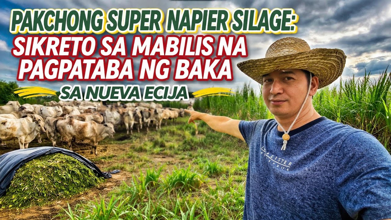 Tips sa pag aalaga ng Baka | Binisita ang Tighaw Cow Farm sa Nueva Ecija
