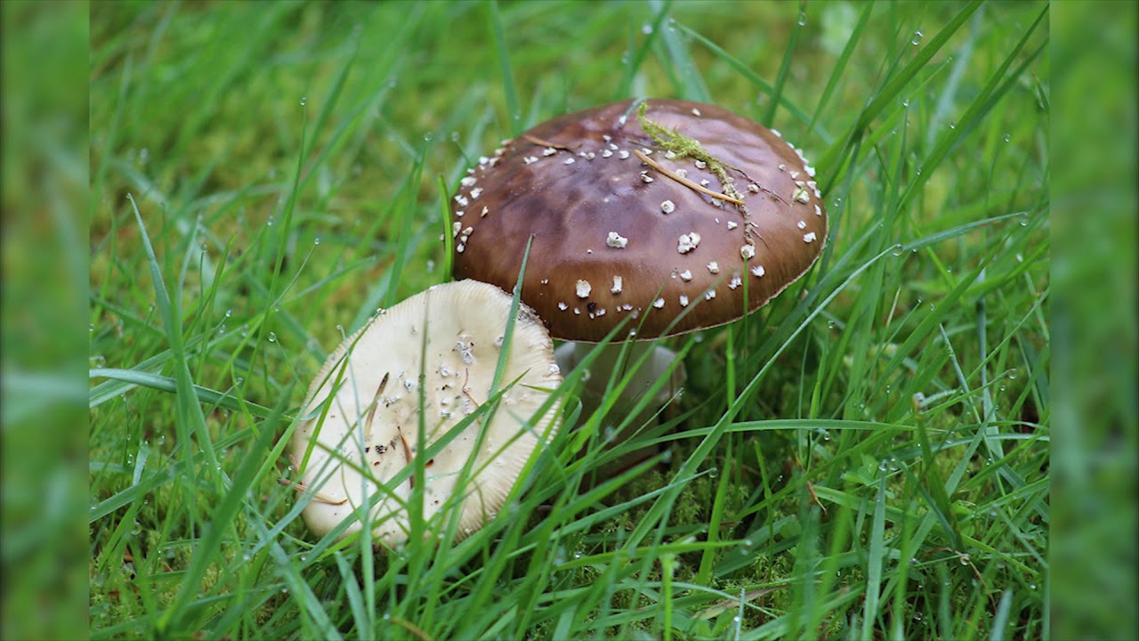 Entheogenic Amanitas - Amanita Pantherina Trip Report #1