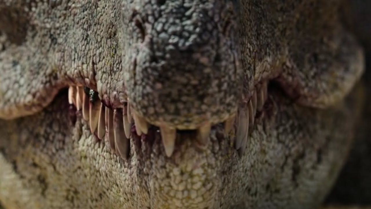 Erythrosuchus screen time Life on our planet 2023
