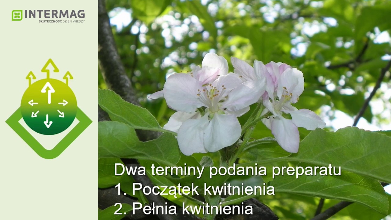 Wpływ stymulatora TYTANIT na fizjologię kwitnienia