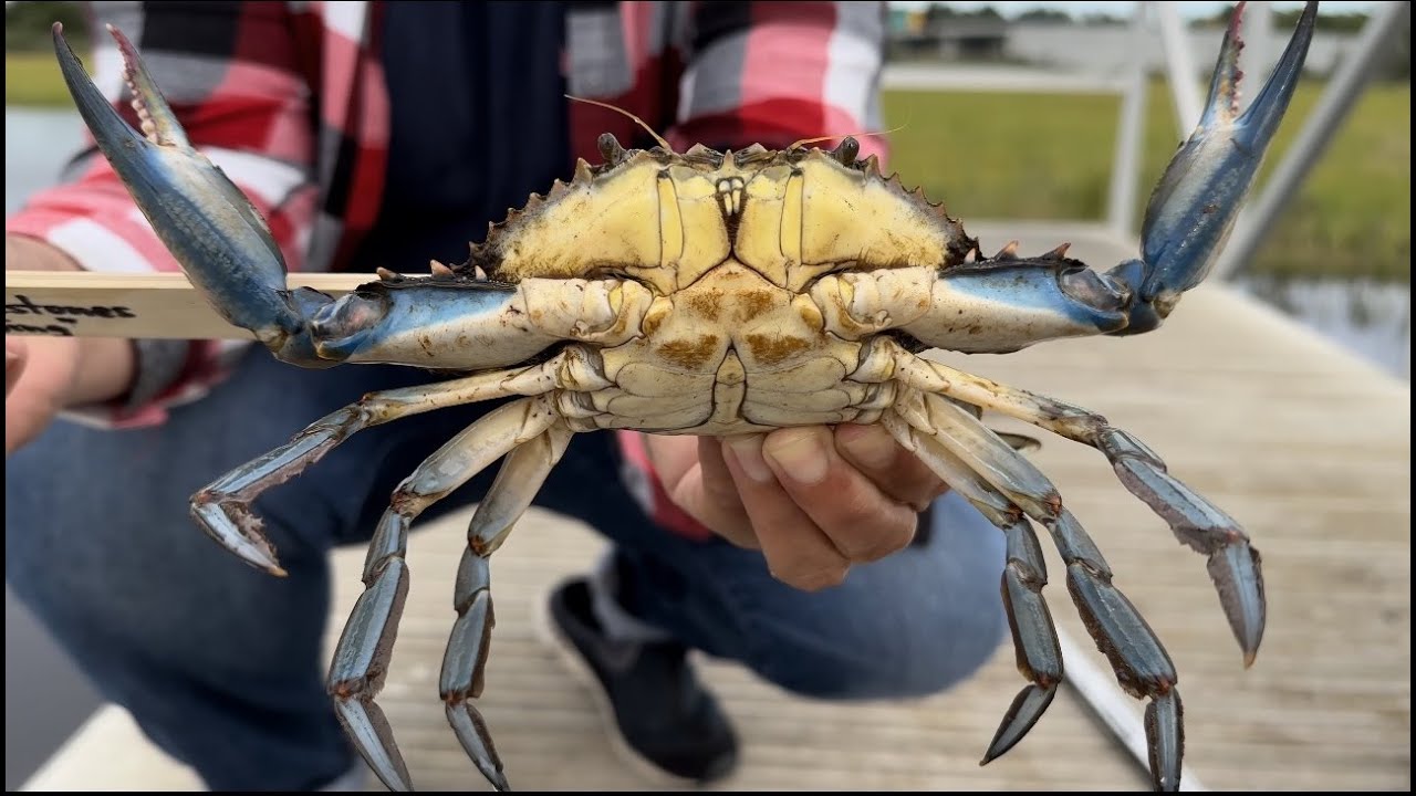 Crabbing NJ - Bass River