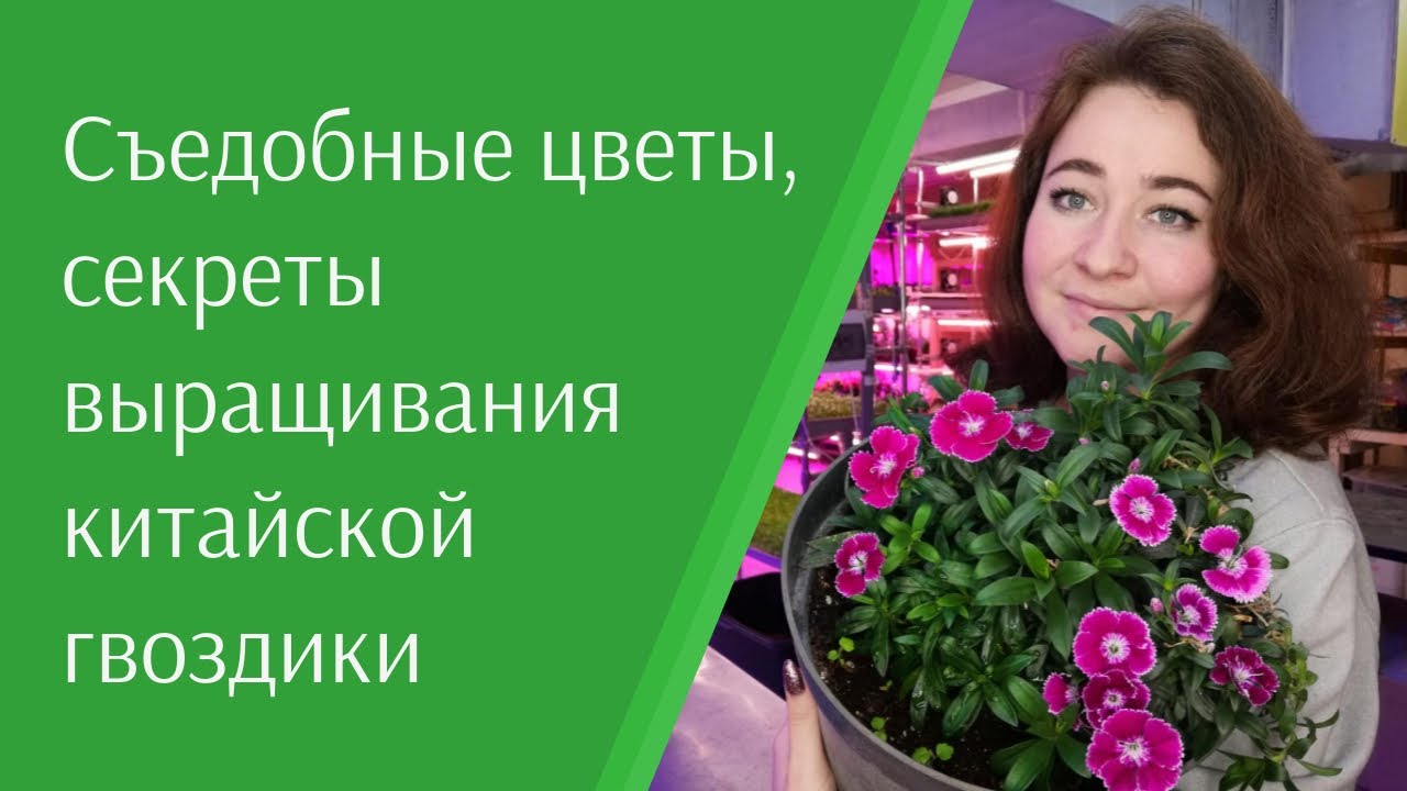 Съедобные цветы, как просто вырастить в домашних условиях. Гвоздика китайская - тренд для ресторанов