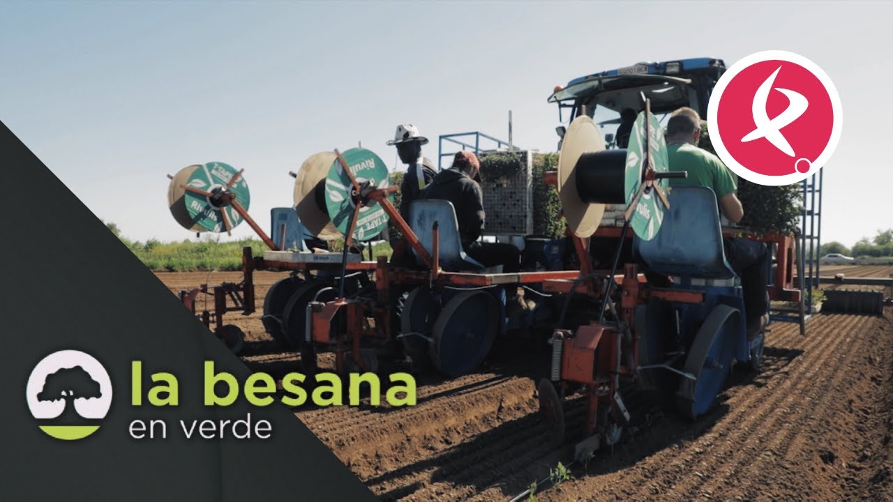 Retraso en la campaña de tomate para industria | La besana en verde