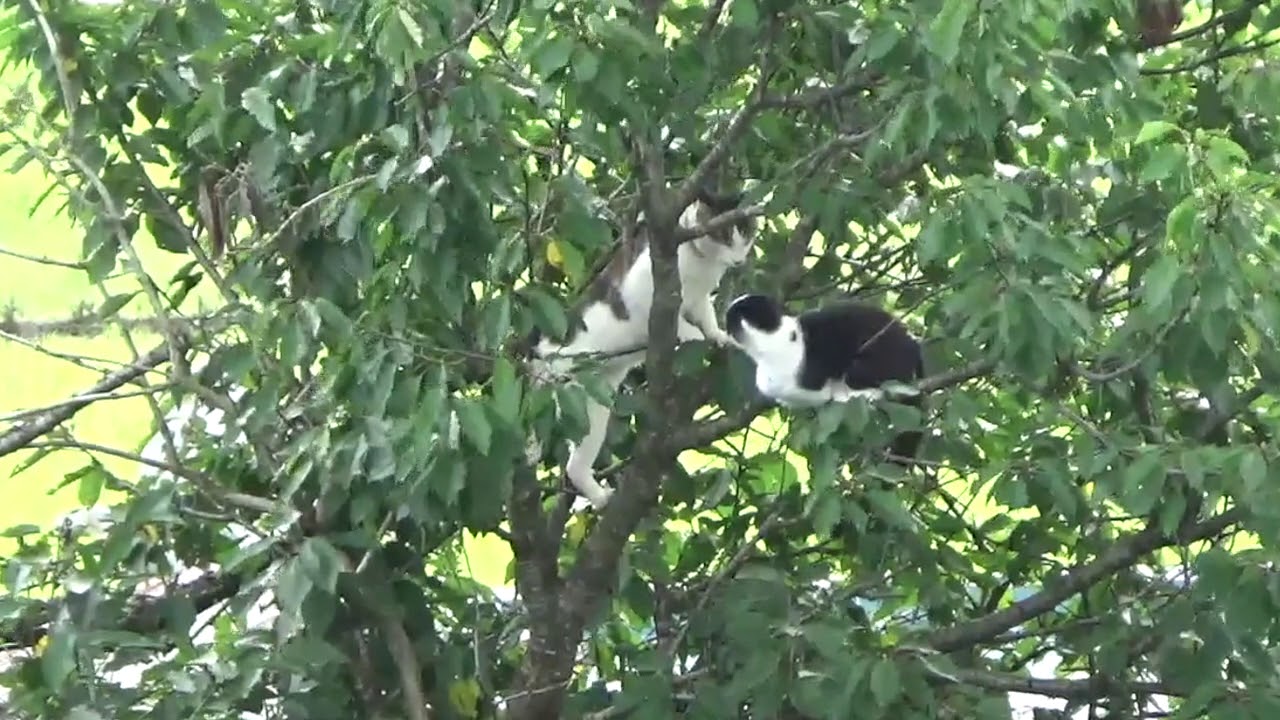 猫の喧嘩