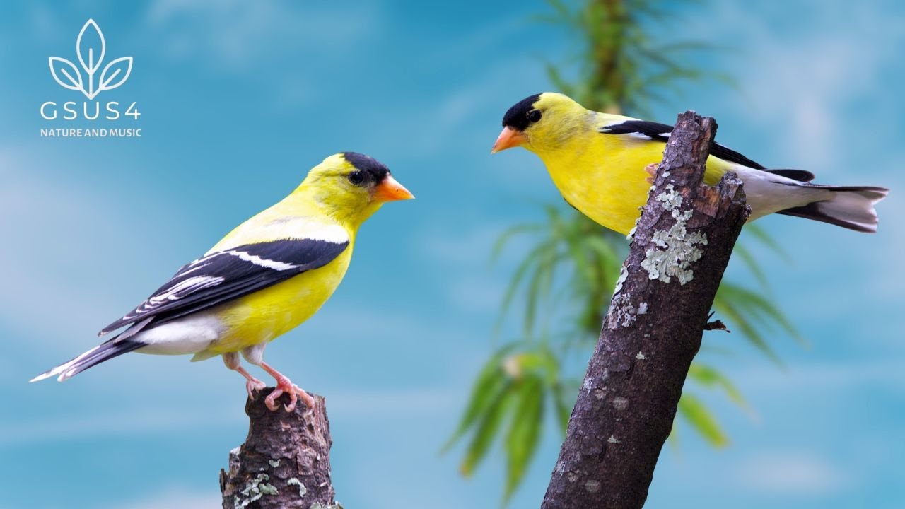 Forest Nature Sounds | Relaxing Birds Chirping for Deep Sleep | Perfect for Relaxation, Study, Sleep