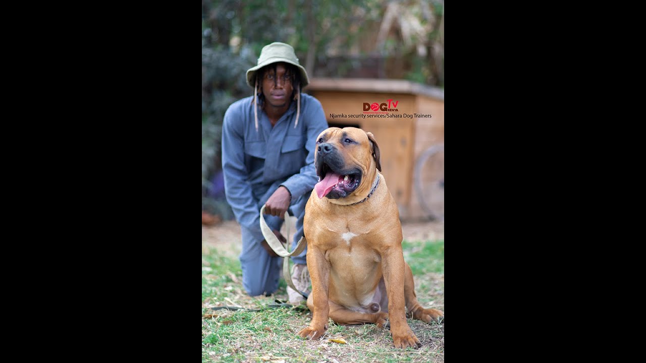 How we train dogs at  Njamka security services  with  Sahara Dog Trainers (Dog Tv Kenya pisode 28)