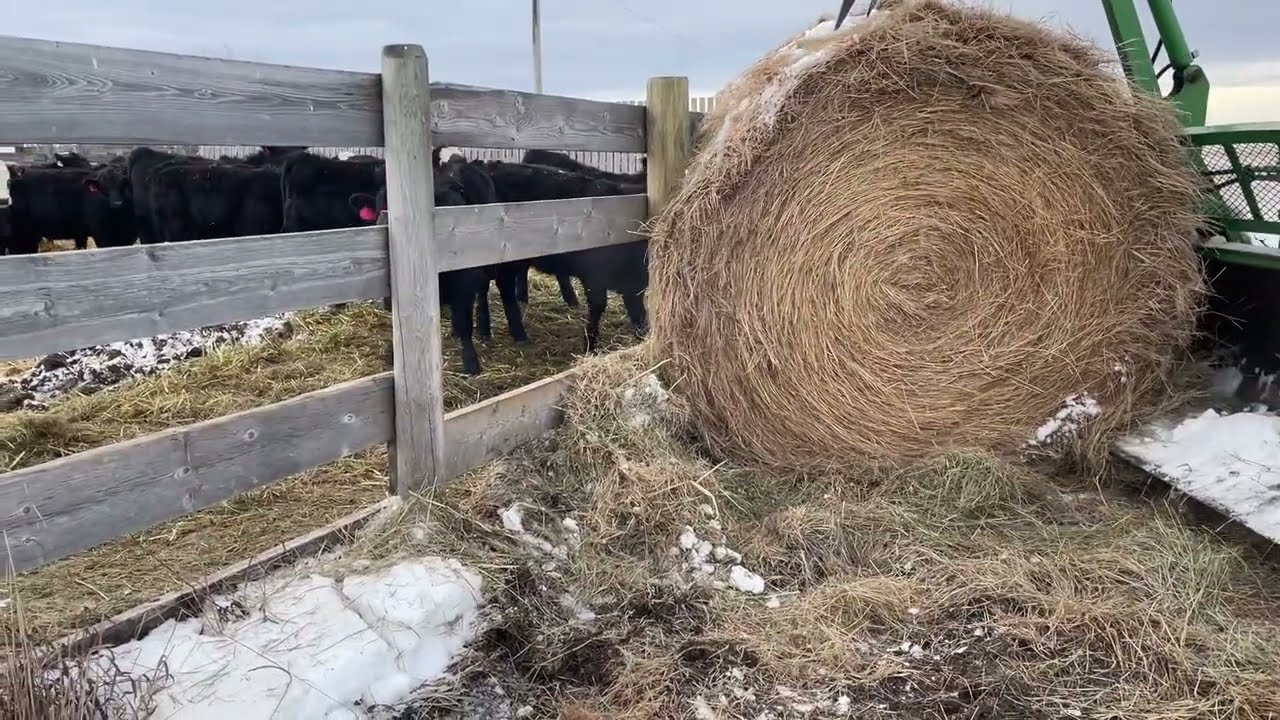 Телки начинают получать откорм.