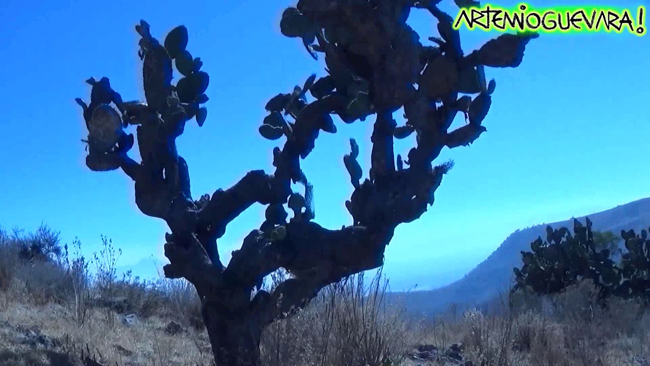 Una Curiosa Historia Que Escuché de La Sierra de Guadalupe - Artemio Guevara