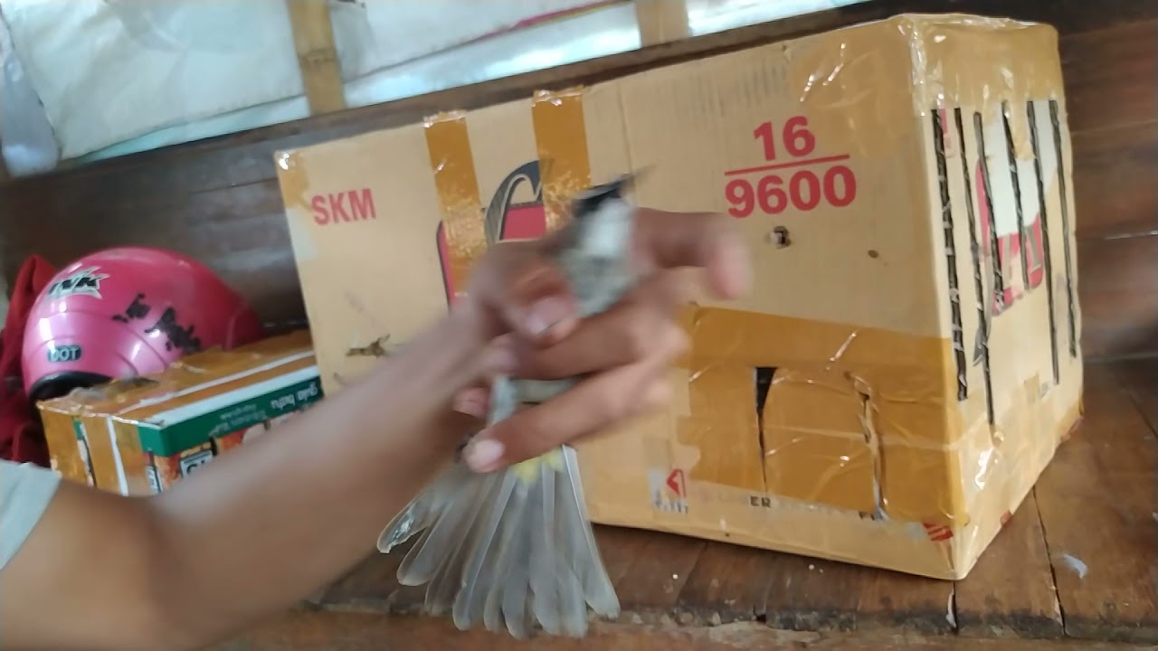 TRUCUK KEBO SUPER UNBOXING