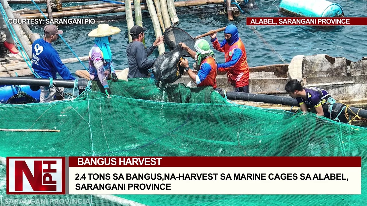 2 4 TONS SA BANGUS,NA HARVEST SA MARINE CAGES SA ALABEL, SARANGANI PROVINCE