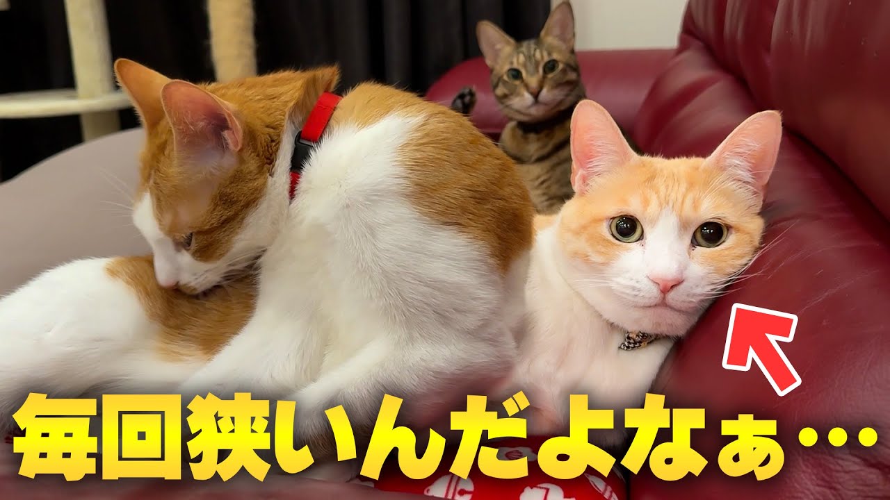いつも他の猫に枕にされてるロビンの、無言の訴えがこちらです…