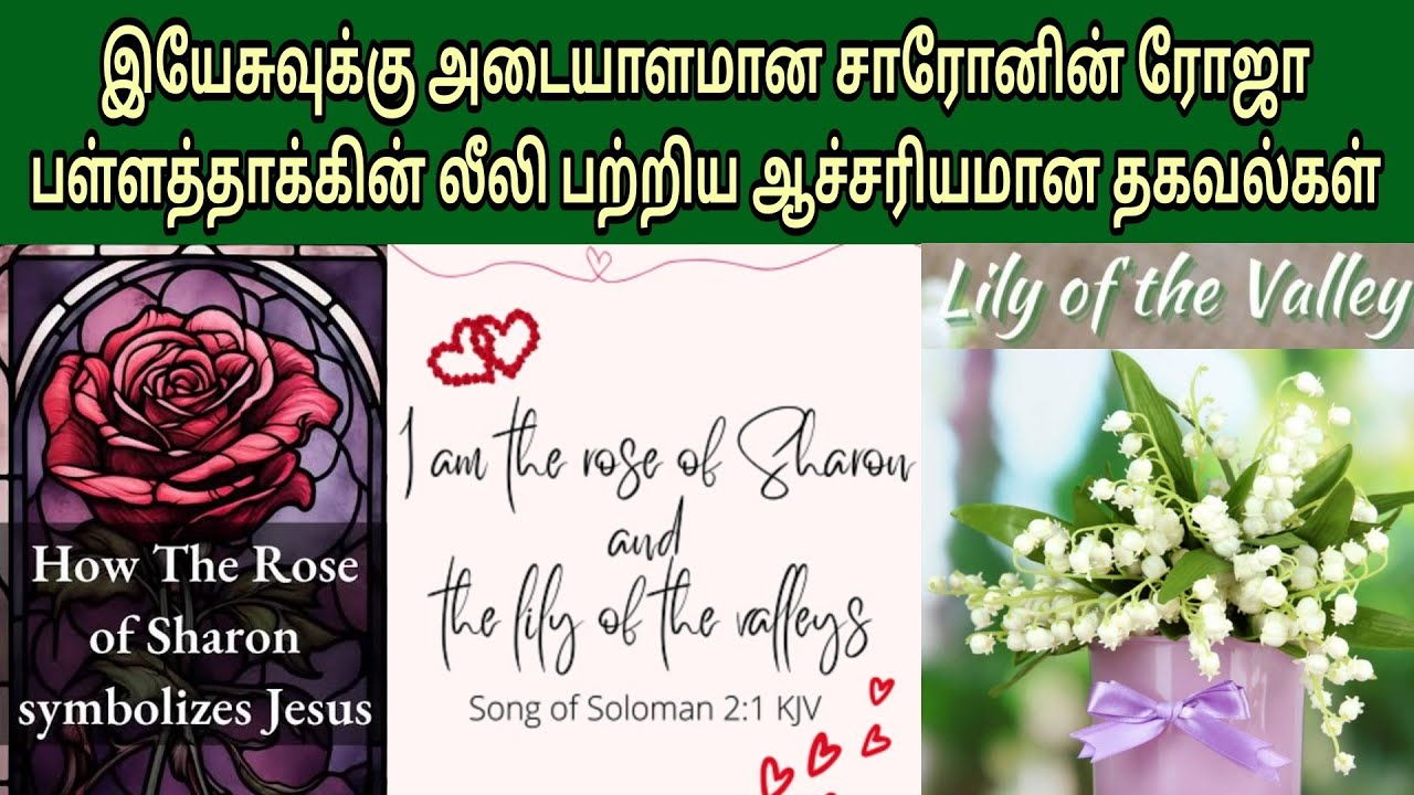 சாரோனின் ரோஜா - பள்ளத்தாக்கின் லீலி | Rose of sharon in the bible | Bible facts in tamil