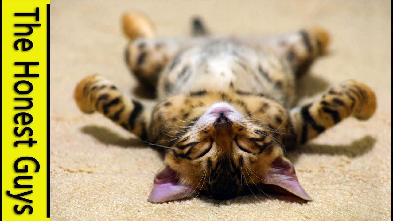 SLEEP FOR 30 MINUTES. Guided Sleep TALK-DOWN with RELAXING MUSIC (Timed)