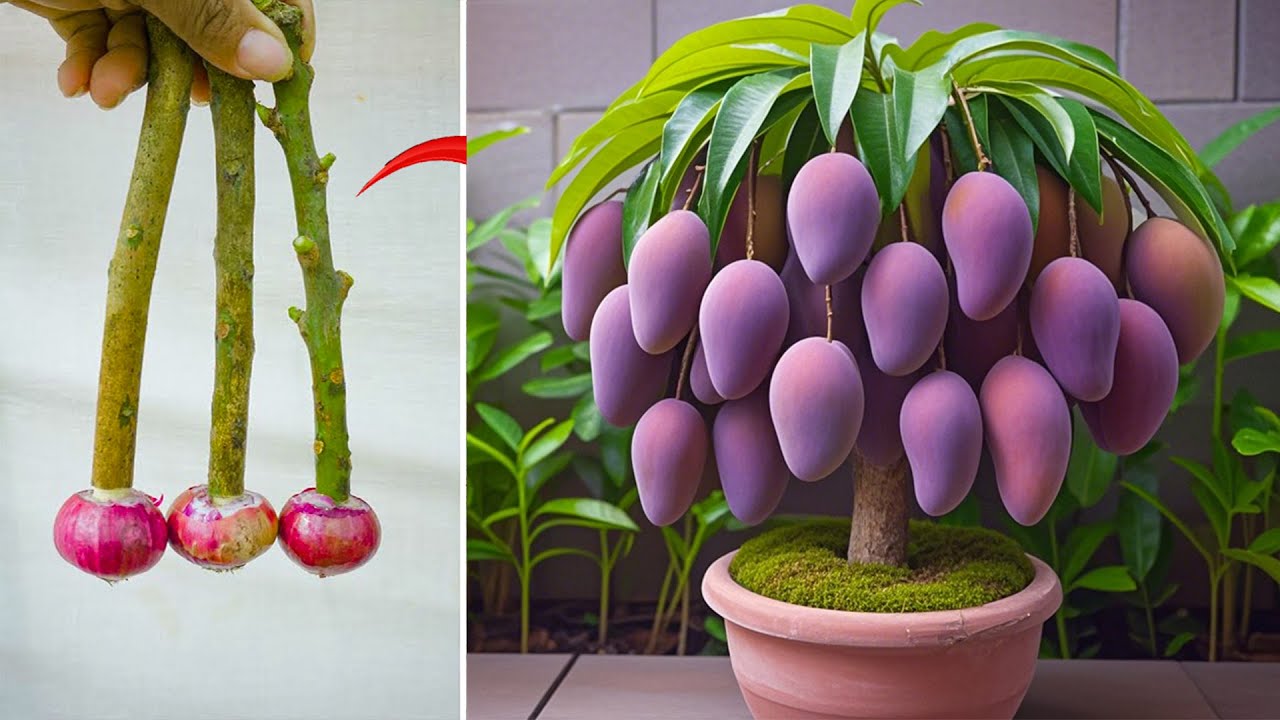 TECHNIQUE; summary of the best mango propagation videos you should know