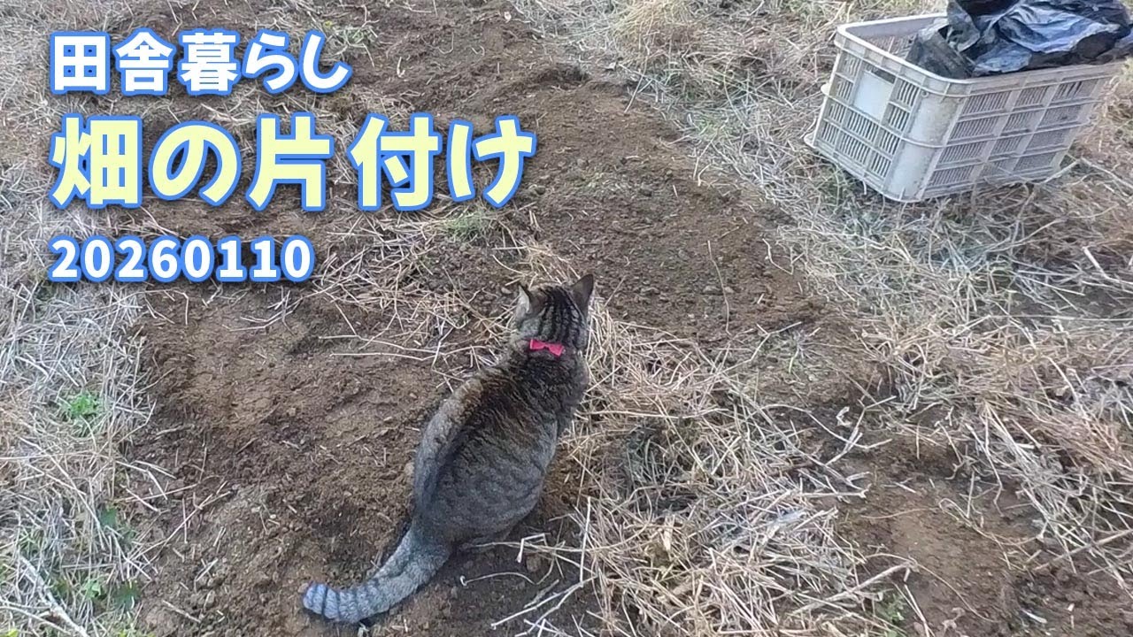 田舎暮らし　畑の片付け20260110