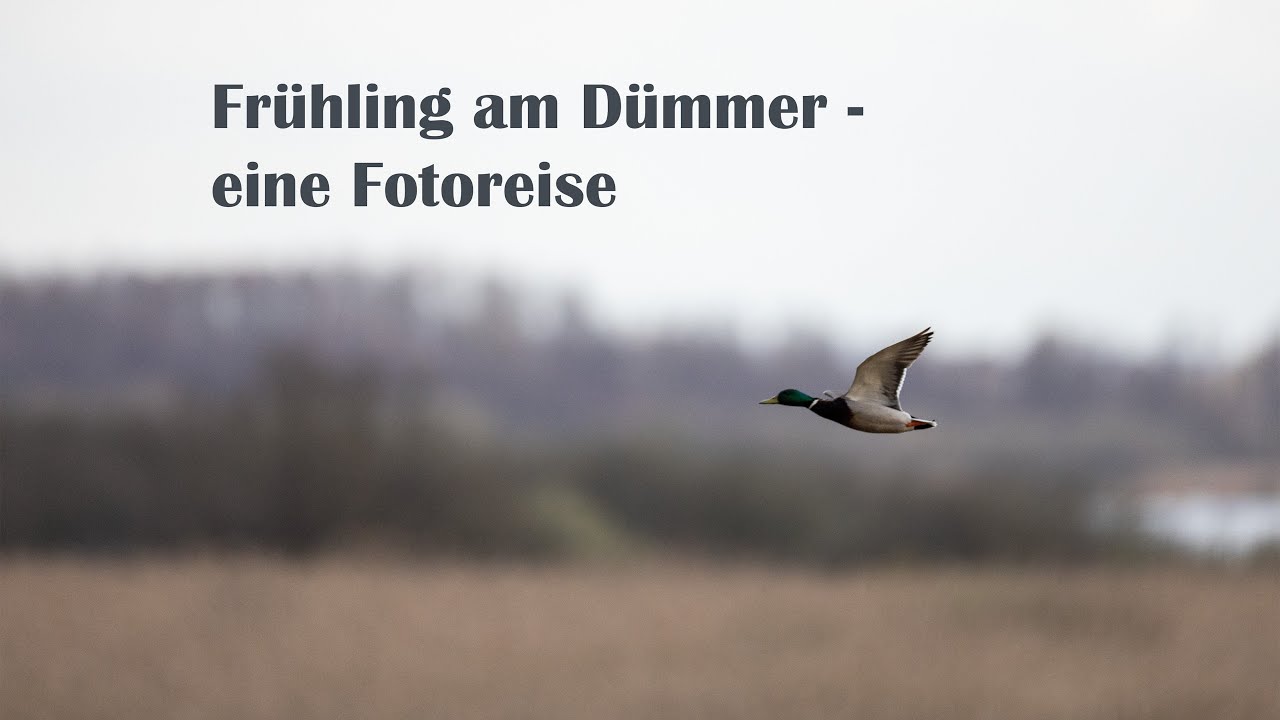 Frühling am Dümmer - eine Fotoreise