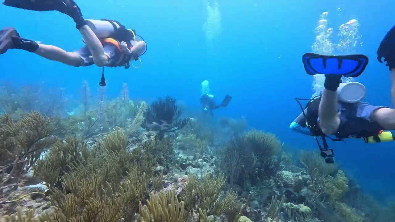 Red Beryl Dive Site- Bonaire