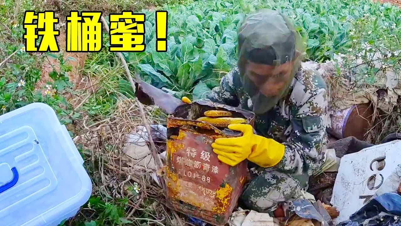 两窝老蜜一窝比一窝刺激，蜂窝做到了铁桶了，一块比一块大！【莆农阿敏】