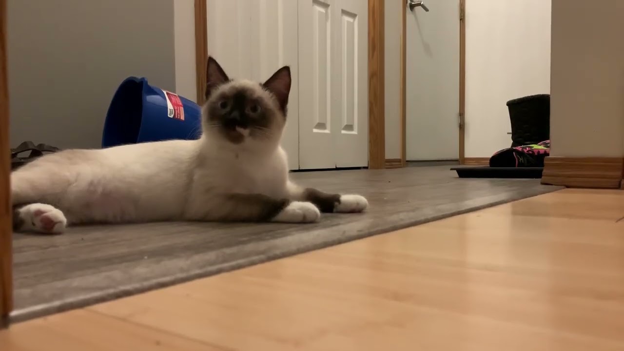 5 minutes of 2 Adorable Kittens