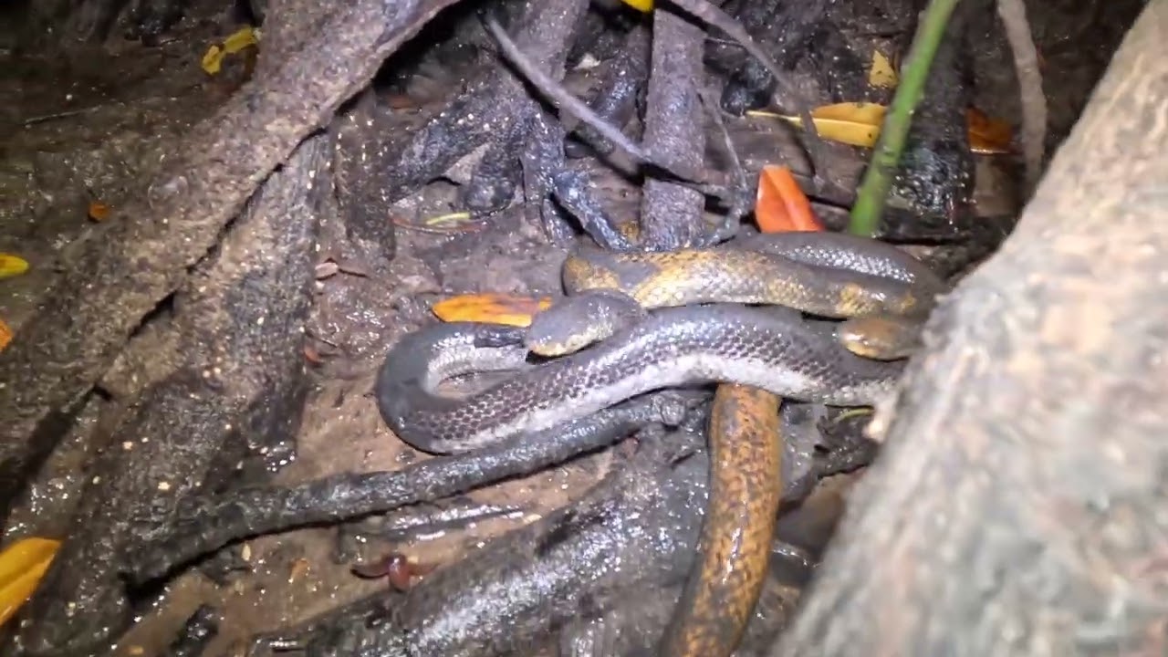SNAKES IN THE MANGROVES OF NORTHERN AUSTRALIA (Top End Ep.8)
