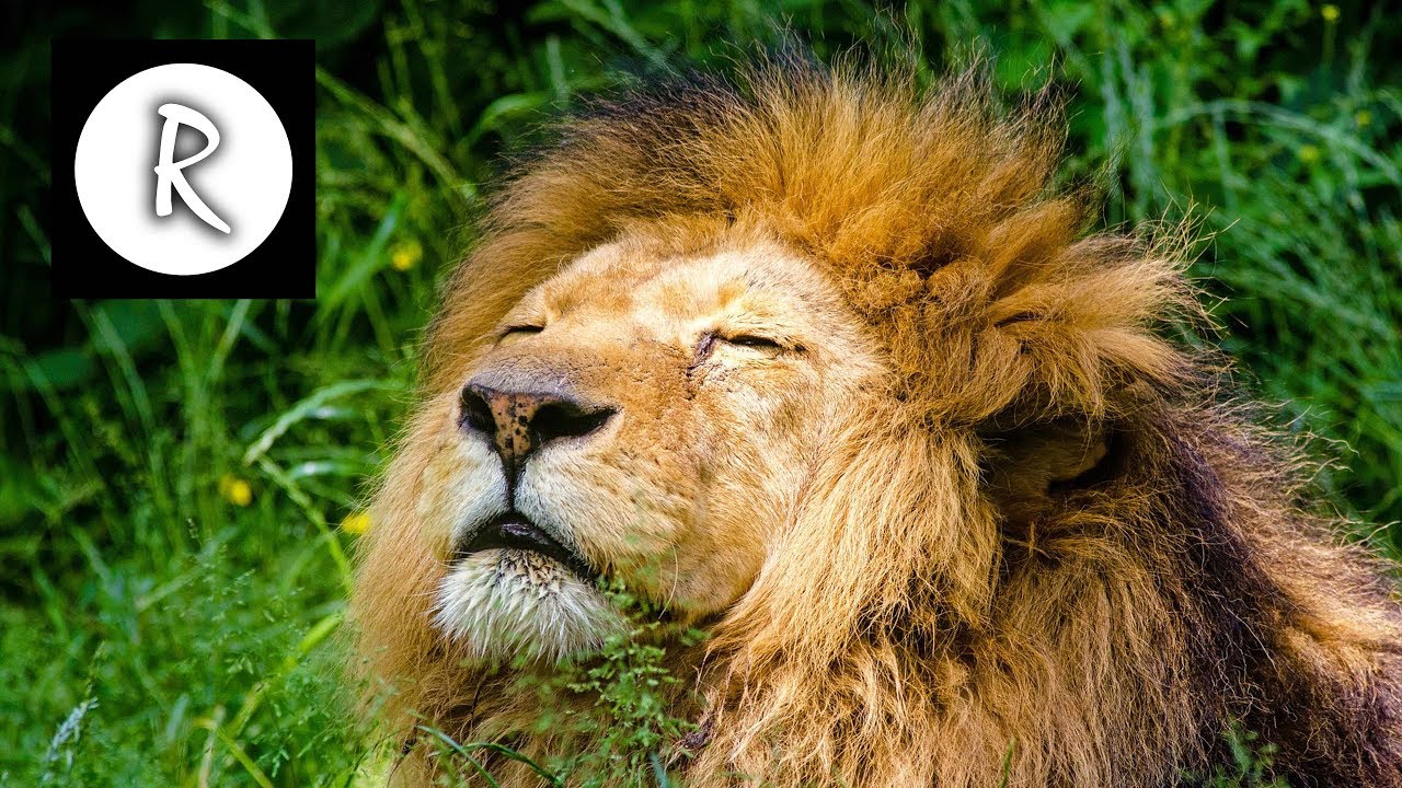 Wild Jungle Sounds - Dark Screen - 11 hours -
